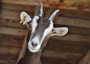 Goat in natural environment representing goat milk soap ingredient